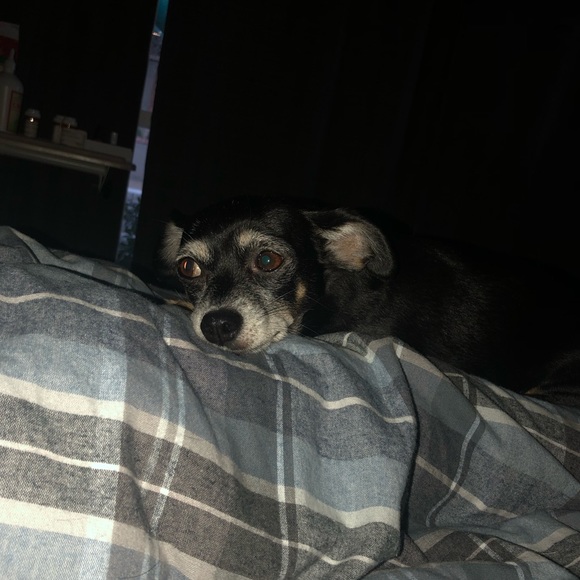 Meet your Posher, Mia - Picture 1 of 1